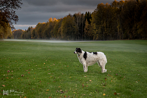 Gottsundagipen, Katinka