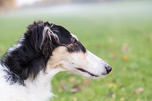 Gottsundagipen, Hedra