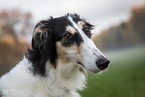 Gottsundagipen, Ivra