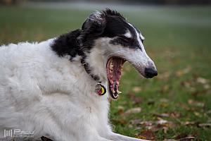 Gottsundagipen, Hedra