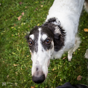 Gottsundagipen, Hedra