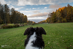 Gottsundagipen, Ivra