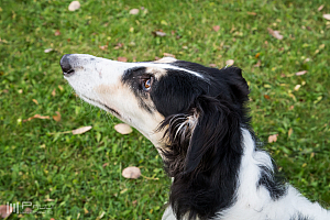 Gottsundagipen, Ivra ser  flygplan