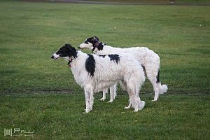 Gottsundagipen,  Katinka, Hedra