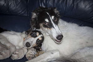 Hedra och Yvra 11 januari 2012