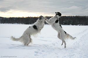 Isdans 18 februari 2009