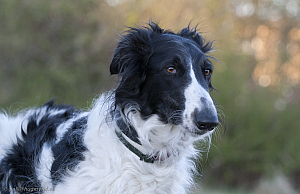 hundar-20110430-01.jpg