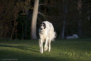 hundar-20110430-01.jpg