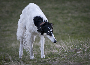 hundar-20110430-02.jpg