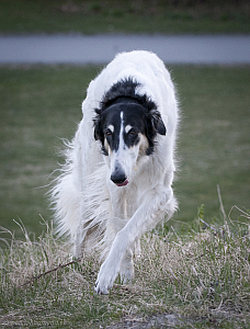 hundar-20110430-03.jpg