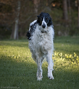 hundar-20110430-03.jpg