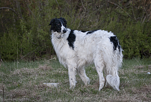 hundar-20110430-04.jpg