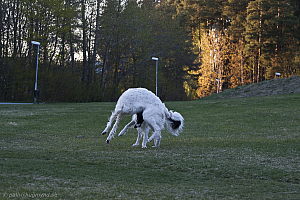 hundar-20110430-14.jpg
