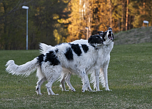 hundar-20110430-15.jpg