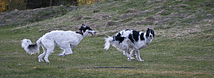 hundar-20110430-16.jpg