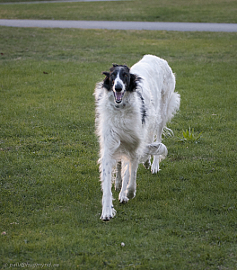 hundar-20110430-19.jpg