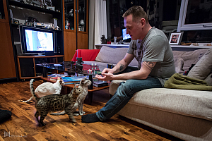 Gíslis och Ásas katter