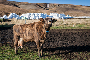 Dögg tar sig ton.
En av min brors kor.