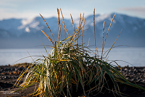 Standen vid Húsavík