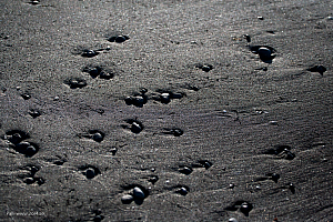 Standen vid Húsavík