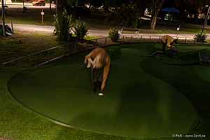 Lisa skötte bokföringen