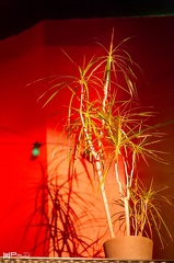 Capitol (941 visitas)
ID: _MG_3586 Capitol